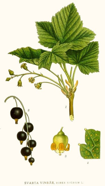 Blackcurrant: Small Berry, Big Character