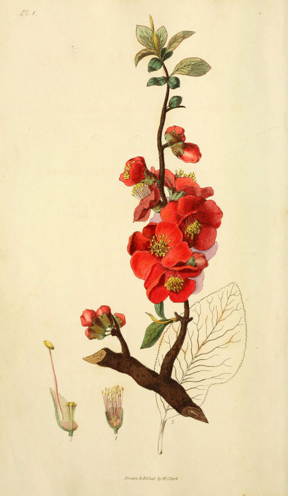 Japanese Quince: the Northern Lemon