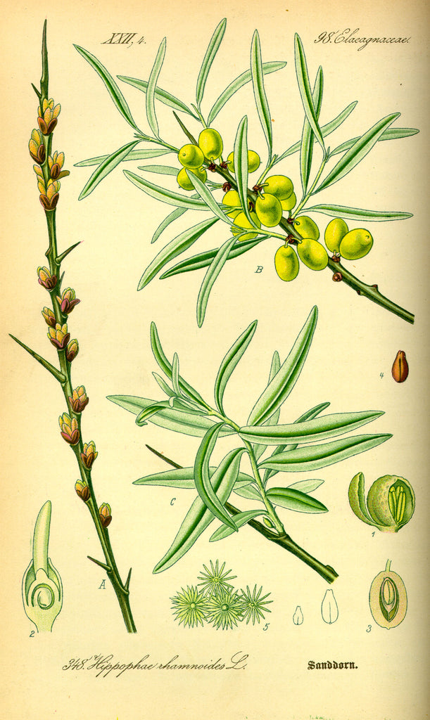 Sea Buckthorn: Sunshine in a Berry