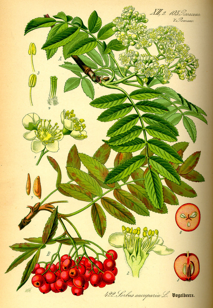 Rowanberry: Emblem of the North