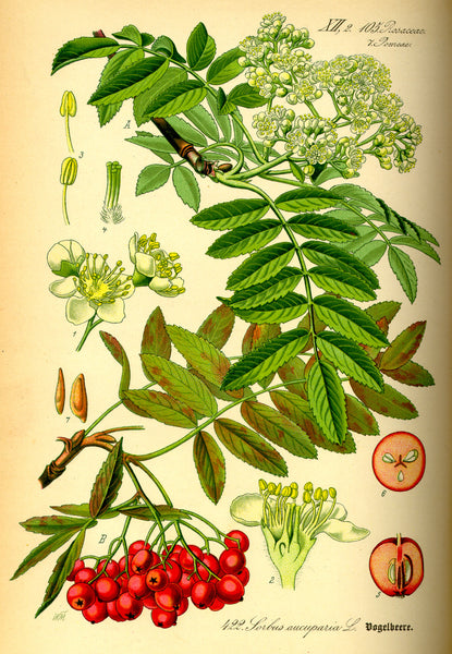 Rowanberry: Emblem of the North
