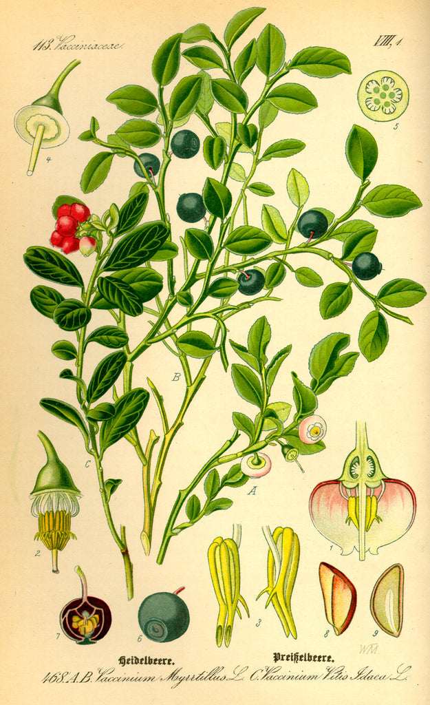 Blueberry: a Forest Classic