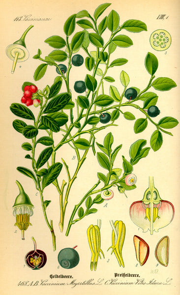 Blueberry: a Forest Classic