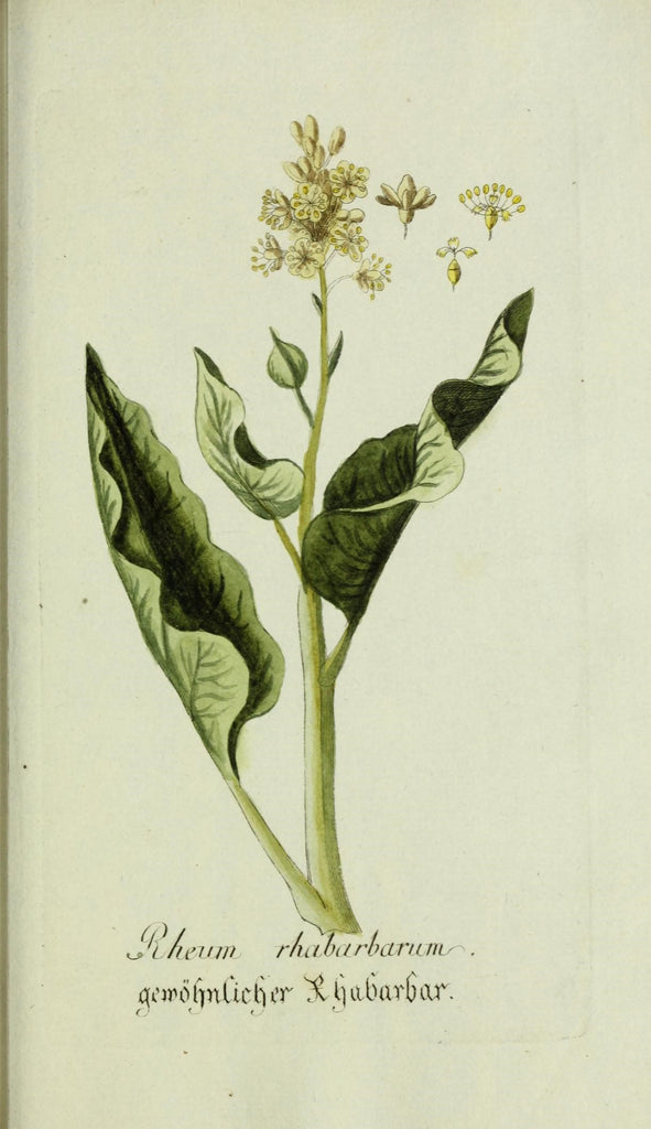 Rhubarb: the First Taste of Spring